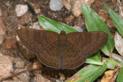 Emesis ocypore zelotes