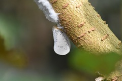 Poekilloptera phalaenoides