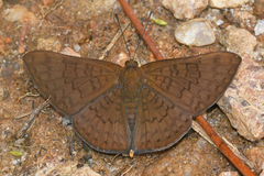 Emesis ocypore zelotes