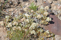 Eriogonum shockleyi