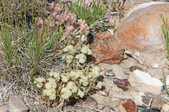 Eriogonum shockleyi