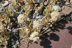 Eriogonum shockleyi