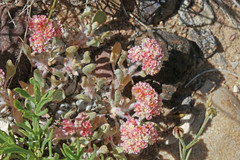 Eriogonum shockleyi