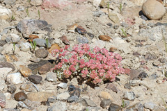 Eriogonum shockleyi