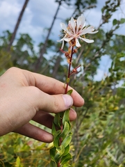 Image of Bejaria racemosa