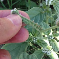 Heliotropium europaeum