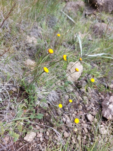 Cotula hispida, photograph 2