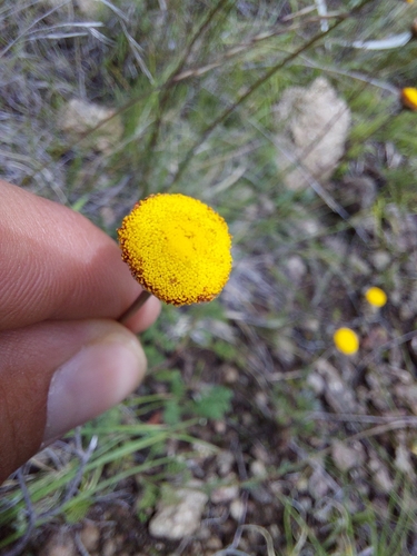 Cotula hispida, photograph 3