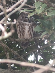 Aegolius acadicus acadicus