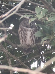 Aegolius acadicus acadicus