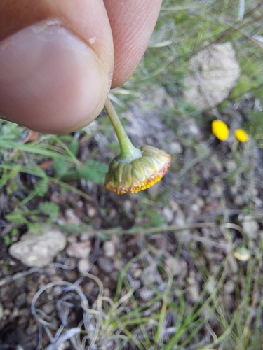 Cotula hispida, photograph 4