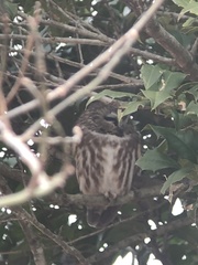 Aegolius acadicus acadicus