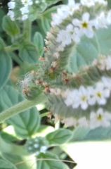 Heliotropium europaeum