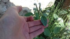 Heliotropium europaeum