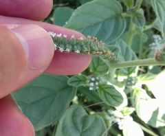 Heliotropium europaeum