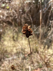 Xyris platylepis
