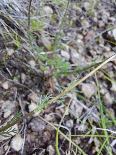 Cotula hispida, photograph 5