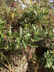 Quercus pumila