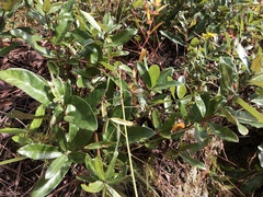 Quercus pumila