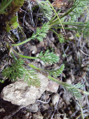 Cotula hispida, photograph 6