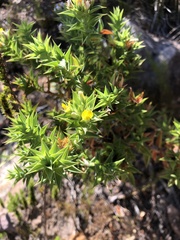 Aspalathus cordata