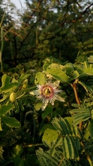 Passiflora morifolia