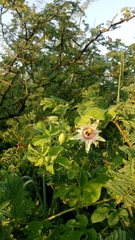 Passiflora morifolia