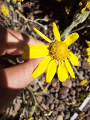 Senecio asperulus