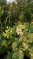 Passiflora morifolia