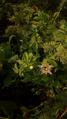Passiflora morifolia