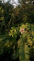 Passiflora morifolia