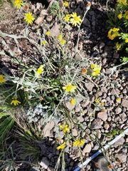 Senecio asperulus
