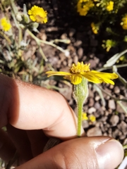 Senecio asperulus