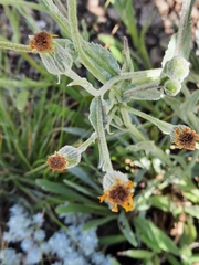 Senecio asperulus