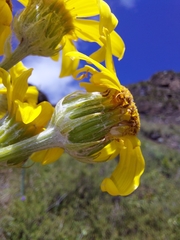 Senecio macrospermus
