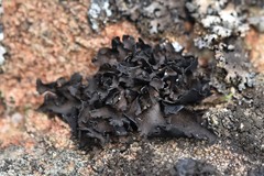 Umbilicaria polyphylla