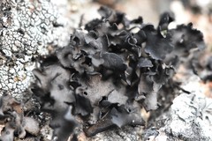 Umbilicaria polyphylla