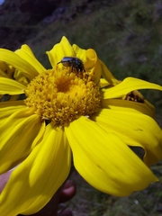 Senecio macrospermus