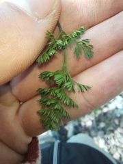 Daucus melananthus