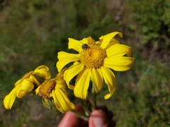 Senecio macrospermus