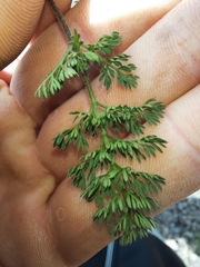 Daucus melananthus