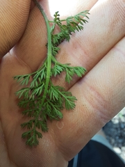 Daucus melananthus