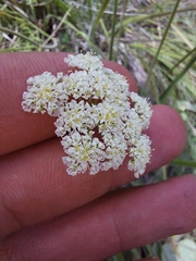 Pimpinella caffra