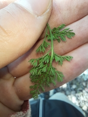 Daucus melananthus