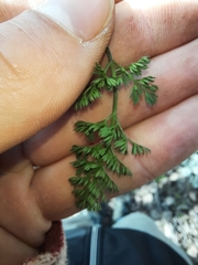 Daucus melananthus