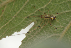 Theridion frizzellorum