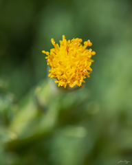 Senecio phylloleptus