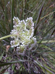 Pimpinella caffra