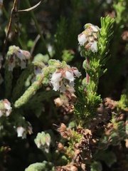 Erica oreotragus