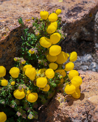 Calceolaria inamoena